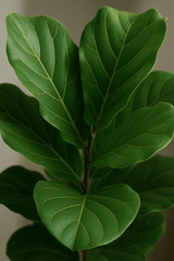 Ficus Lyrata - Geigenfeige Ø:21 H:90 cm