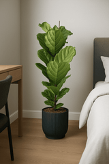 Ficus Lyrata - Geigenfeige Ø:21 H:90 cm