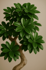 Ficus 'Ginseng' Bonsai Ø:27 H:70 cm Finestgreen