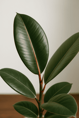 Gummibaum - Ficus elastica Tineke Ø:12 H:35 cm Finestgreen