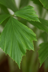 Fischschwanzpalme - Caryota Mitis Ø:24 H:130 cm Finestgreen