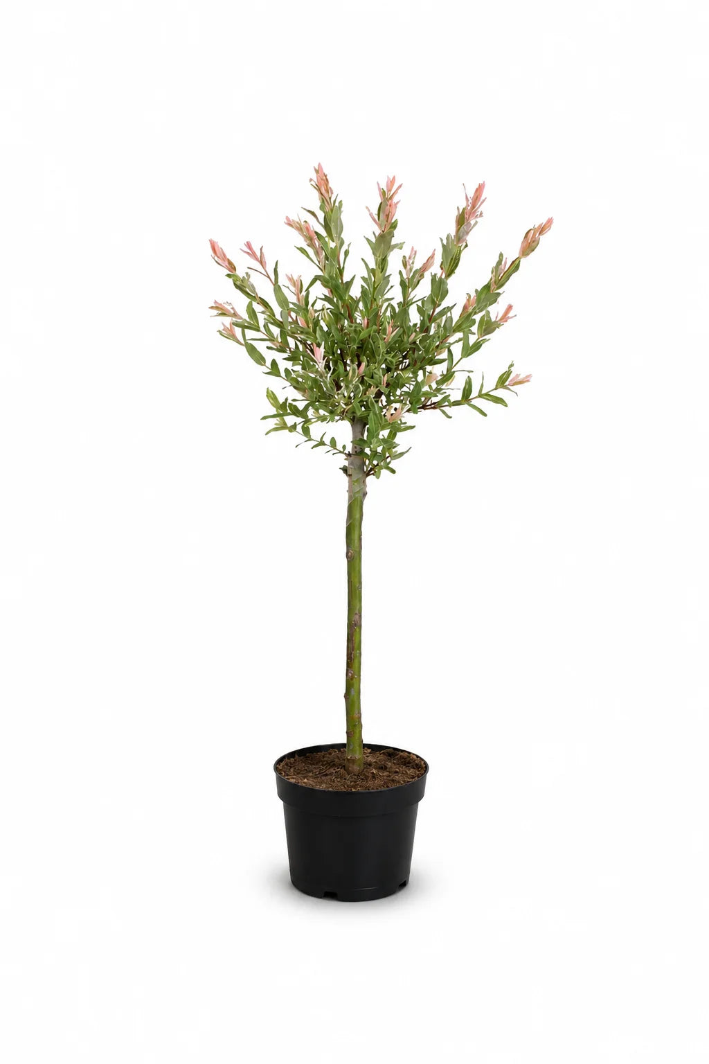 Flamingo Weide Stämmchen P17 kaufen