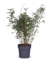Gartenbambus (Fargesia rufa) im Kulturtopf Ø 23 cm, ca. 110 cm hoch – freigestellt