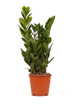Glücksfeder (Zamioculcas zamiifolia) im Kulturtopf Ø 14 cm, ca. 50 cm hoch – freigestellt