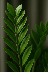 Glücksfeder - Zamioculcas Ø:14 H:50 cm