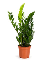 Glücksfeder (Zamioculcas zamiifolia) im Kulturtopf Ø 17 cm, ca. 60 cm hoch – freigestellt