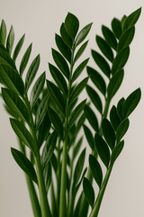 Glücksfeder - Zamioculcas Ø:21 H:70 cm