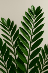 Glücksfeder - Zamioculcas Ø:24 H:90 cm