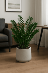 Glücksfeder - Zamioculcas Ø:24 H:90 cm