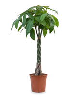 Glückskastanie mit geflochtenem Stamm (Pachira aquatica) im Kulturtopf Ø 27 cm, ca. 130 cm hoch – freigestellt
