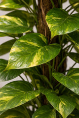 Epipremnum aureum - Goldene Efeutute mit Moosstab - Finestgreen