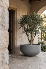 Grosse XXL-Pflanzschale City Bowl Grau aus Fiberstone mit Olivenbaum bepflanzt