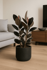 Gummibaum - Ficus Elastica Abidjan Finestgreen