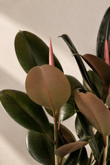 Gummibaum - Ficus Elastica Abidjan