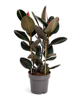 Gummibaum (Ficus elastica 'Abidjan') im Kulturtopf Ø 27 cm, ca. 110 cm hoch – freigestellt