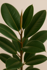 Gummibaum - Ficus elastica Robusta Finestgreen