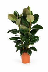 Gummibaum - Ficus elastica Robusta