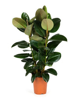 Gummibaum (Ficus elastica 'Robusta') im Kulturtopf Ø 27 cm, ca. 110 cm hoch – freigestellt