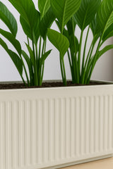 Jort Ionic - Seidenweiß