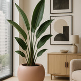 Stream Elemental - Puderrosa