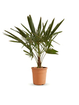 Hanfpalme (Trachycarpus fortunei) im Kulturtopf Ø 24 cm, ca. 100 cm hoch – freigestellt