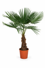 Hanfpalme - Trachycarpus fortunei