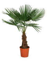 Hanfpalme (Trachycarpus fortunei) im Kulturtopf Ø 27 cm, ca. 100 cm hoch – freigestellt