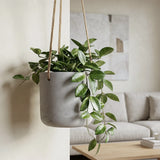 Hanging Charlie Grau by Pottery Pots showcasing a stylish gray plant hanger with a modern design and lush greenery. || Robustes Topfmaterial | inkl. Metallring & Kordel