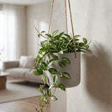 Small Hanging Charlie in Grau by Pottery Pots, showcasing a modern design with a plant suspended elegantly. || Abgebildete Größe: S