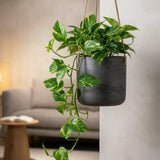 Hanging Charlie Schwarz by Pottery Pots, a sleek black plant hanger displaying vibrant greenery. || Abgebildete Größe: S