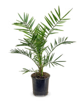 Kanarische Dattelpalme (Phoenix canariensis) im Kulturtopf Ø 19 cm, ca. 80 cm hoch – freigestellt