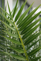 Kanarische Dattelpalme – Phoenix canariensis - Finestgreen