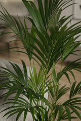 Kentia Palme - Finestgreen