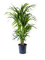 Kentia-Palme (Howea forsteriana) im Kulturtopf Ø 19 cm, ca. 80 cm hoch – freigestellt