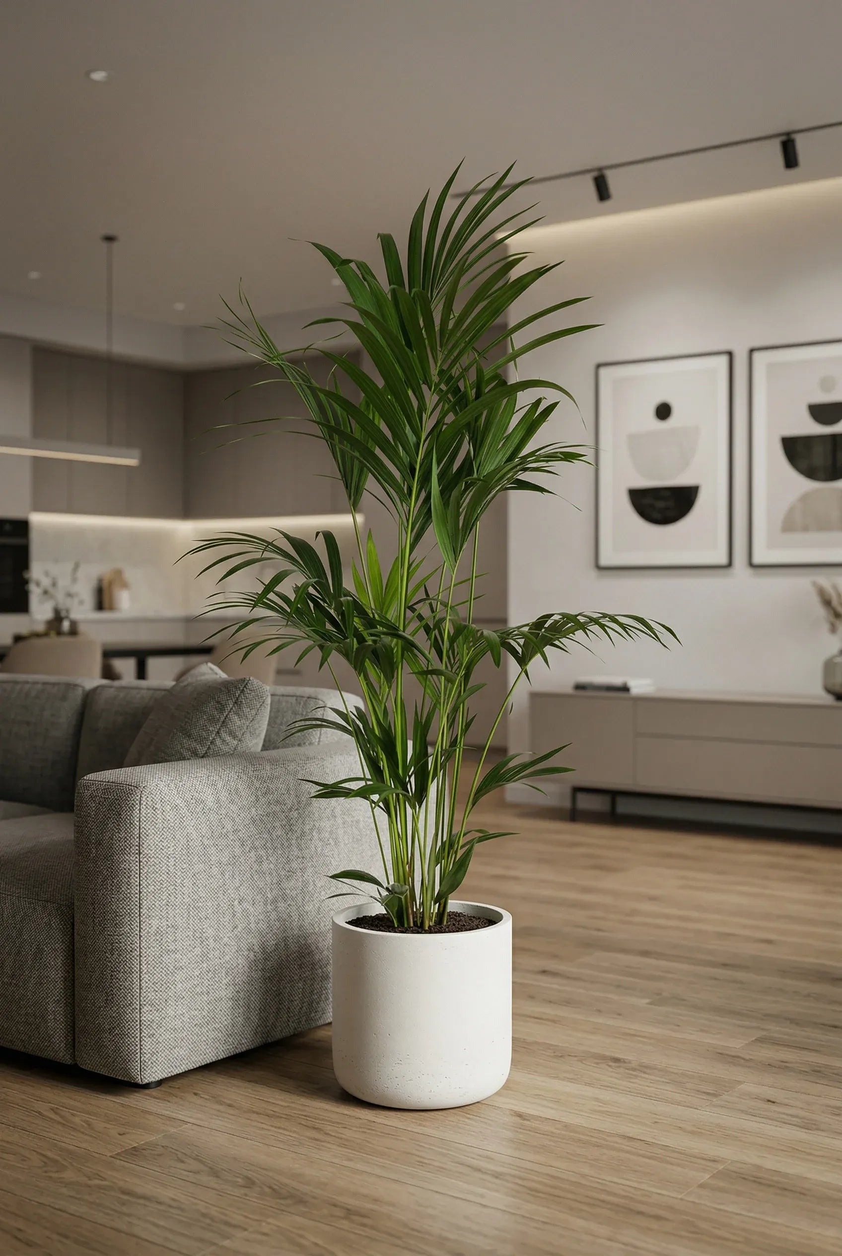Kentia palm