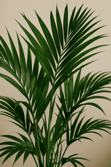 Kentia Palme Ø:24 H:170 cm