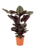 Korbmarante (Calathea ornata) im Kulturtopf Ø 19 cm, ca. 80 cm hoch – freigestellt