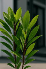 Laurus Nobilis - Echter Lorbeer Ø:15 H:45 cm