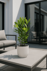 Laurus Nobilis - Echter Lorbeer Ø:15 H:45 cm