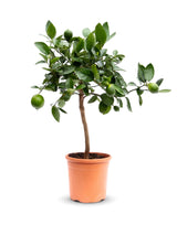 Limettenbaum (Citrus aurantiifolia) im Kulturtopf Ø 22 cm, ca. 60 cm hoch – freigestellt