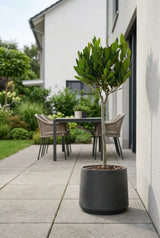 Laurus Nobilis - Echter Lorbeer auf Stamm