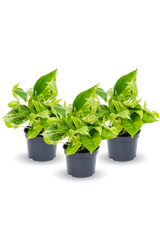 Scindapsus Marble Queen 3er Set
