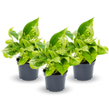 Scindapsus Marble Queen 3er Set Finestgreen
