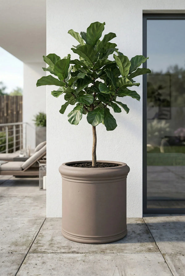 Max Classic Taupe