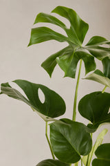 Monstera Deliciosa