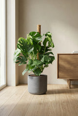 Monstera Deliciosa mit Moosstab