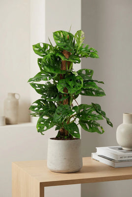 Monstera Monkey Leaf mit Moosstab