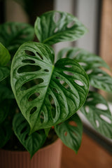 Monstera Obliqua Ø:12 H:25 cm