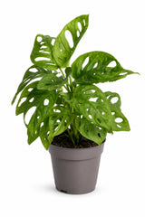 Monstera Obliqua