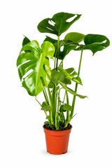 Monstera deliciosa